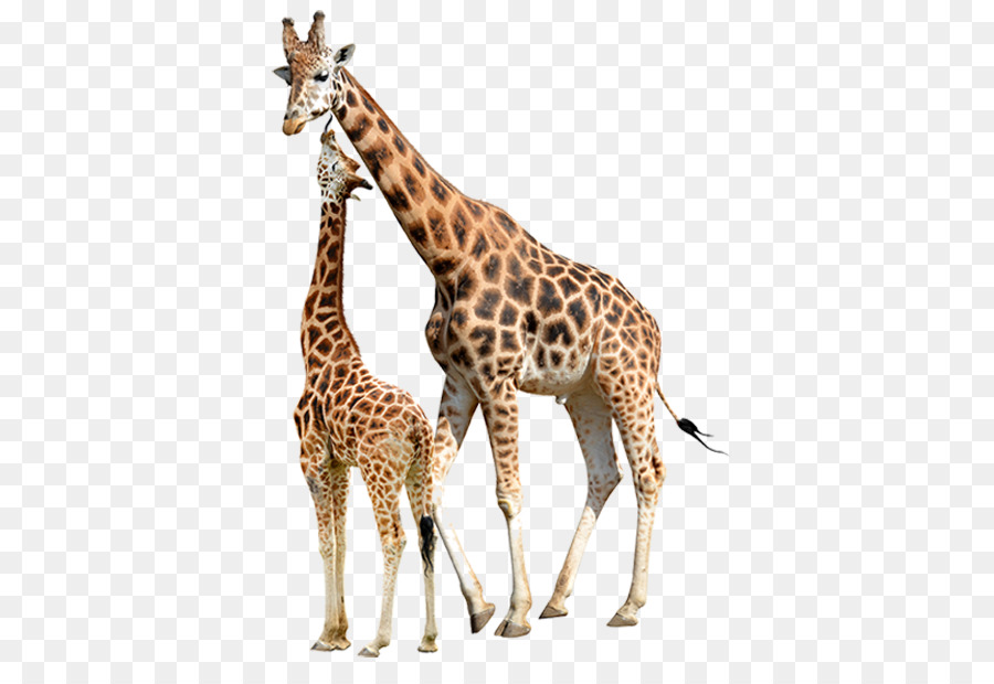Жираф фото на белом фоне