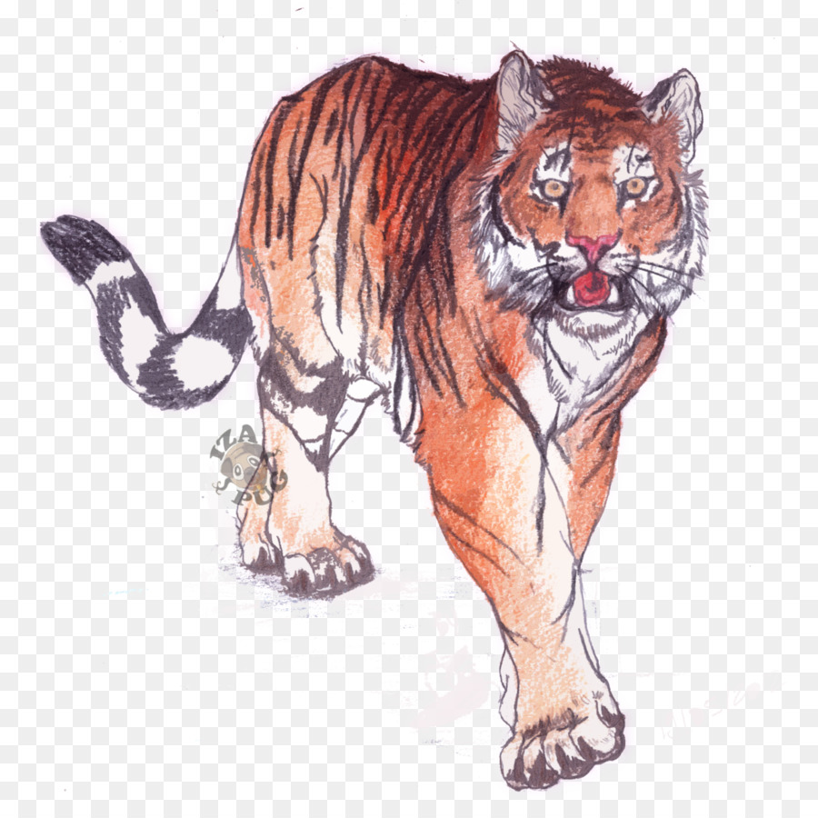 бенгальский тигр，рисунок PNG