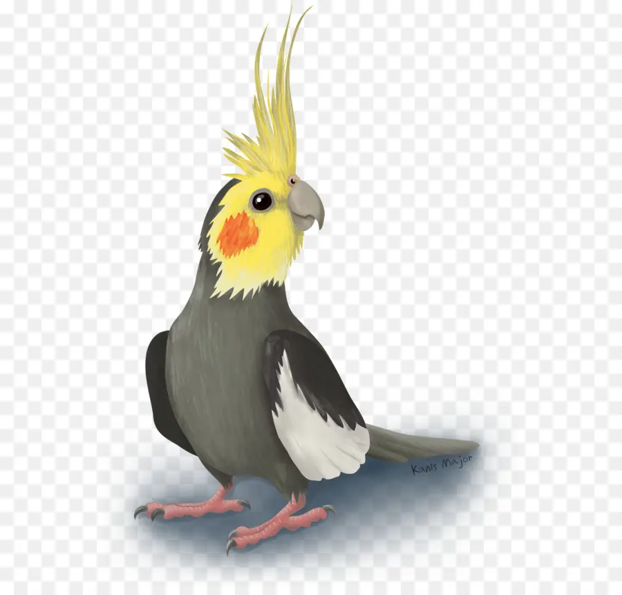 попугая，волнистый попугайчик PNG