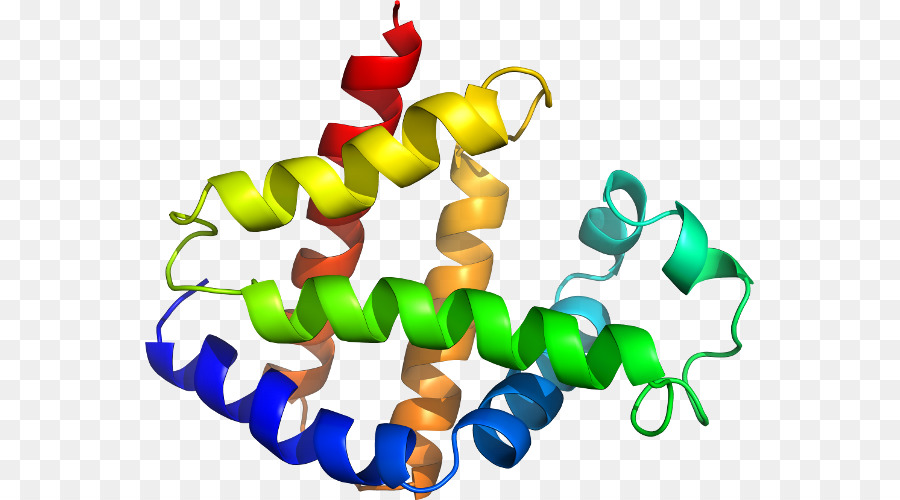 структура белка，молекула PNG
