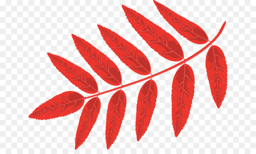 Mountainash，лист PNG