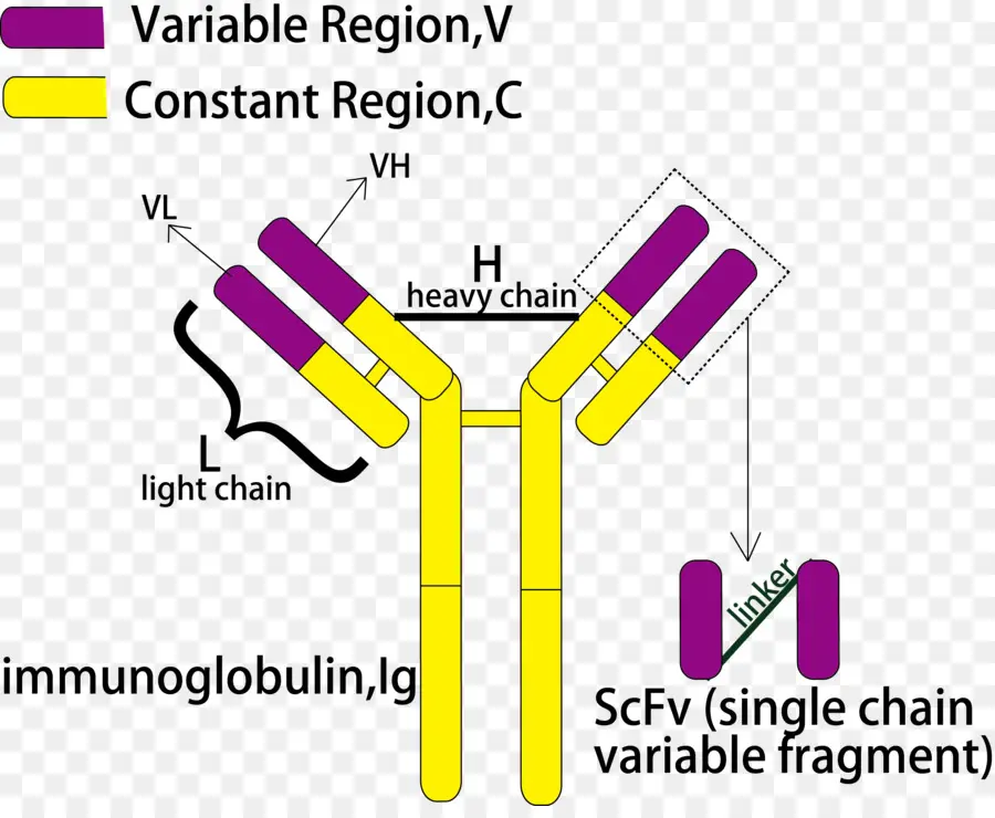 Структура иммуноглобулина，антитело PNG