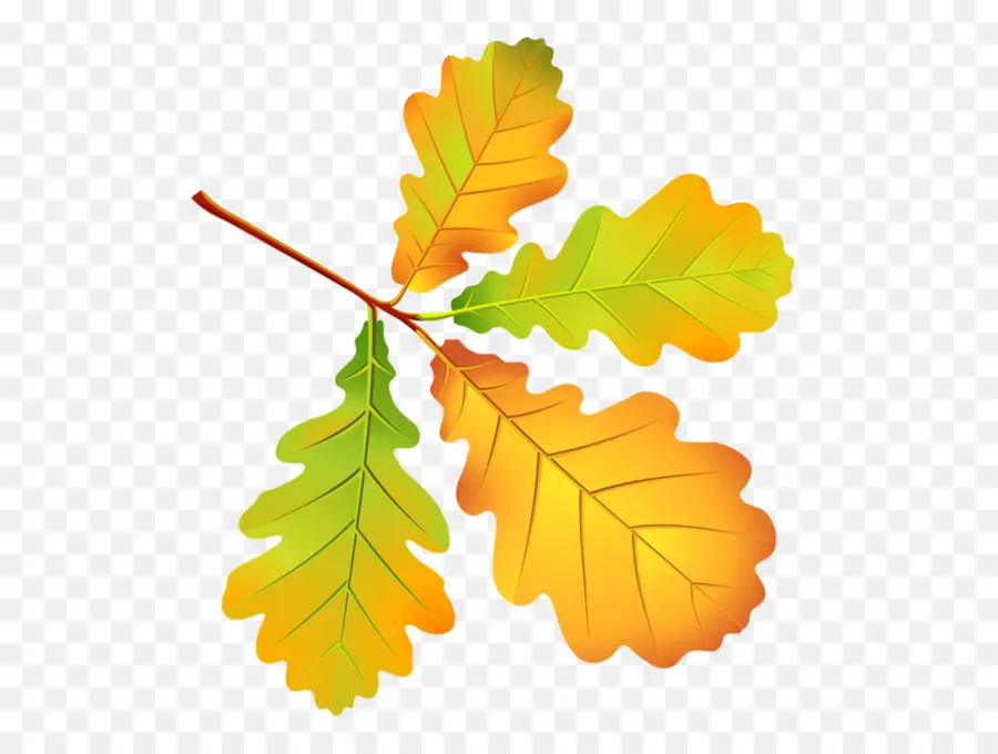 осенние листья，лист PNG