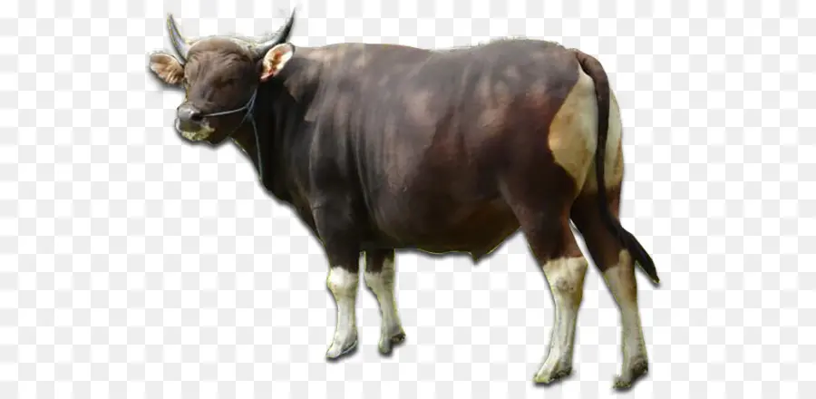 таурин крупного рогатого скота，Ангус крупного рогатого скота PNG