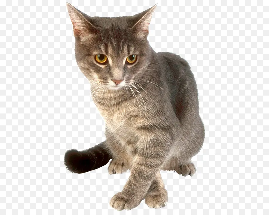 Серый Кот，кошачий PNG