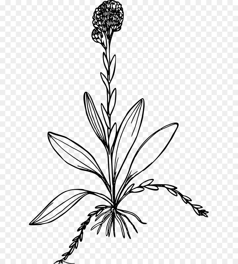 Antennaria Corymbosa，компьютерные иконки PNG