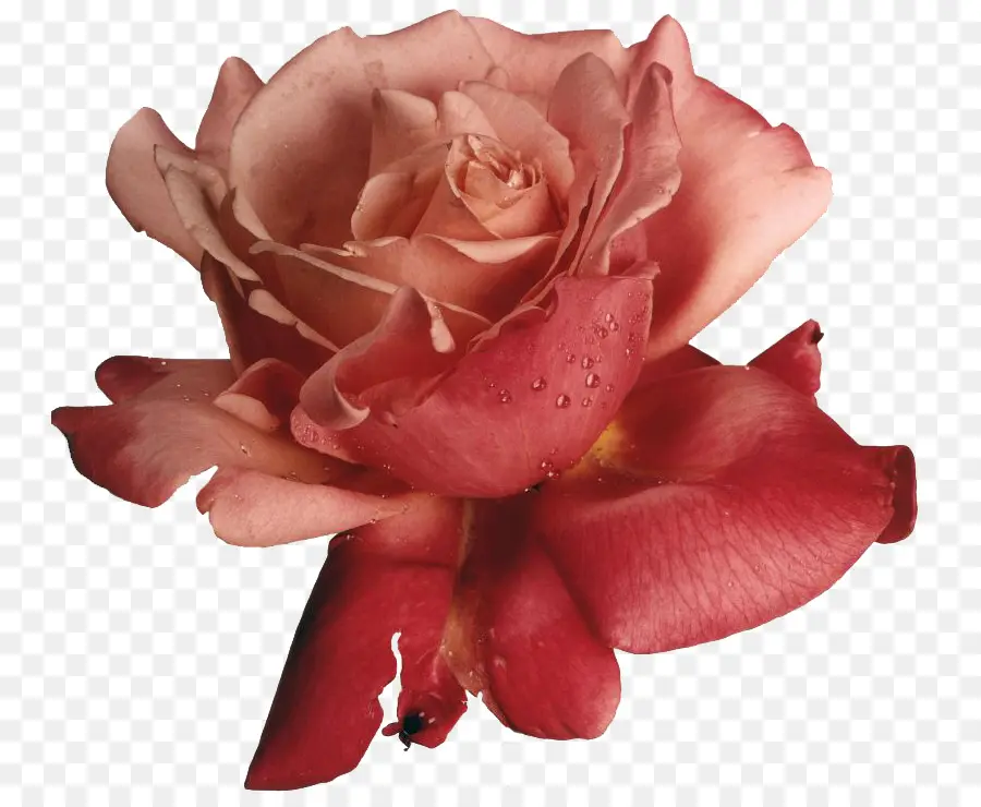 Ирвин Пенн цветы，фотография PNG