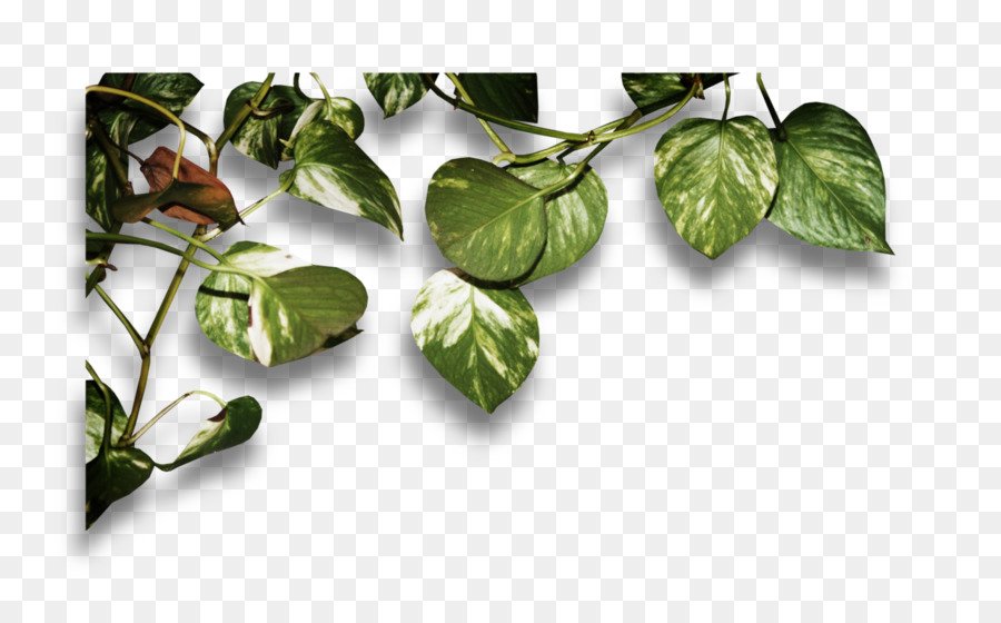 лист，овощ PNG