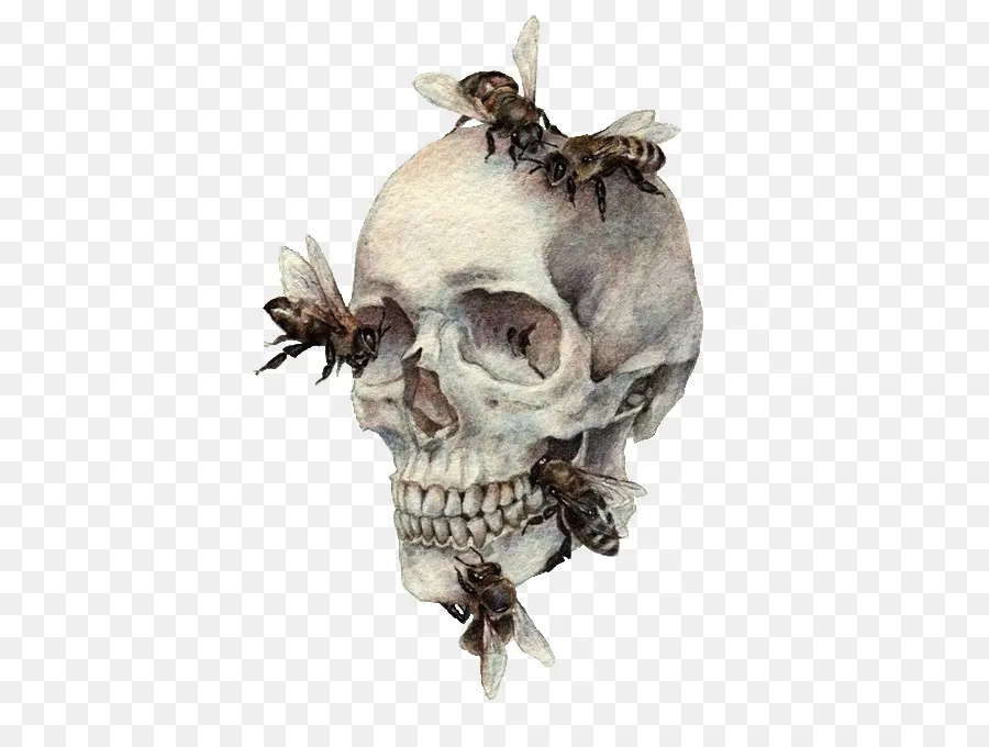 ради，символизм человеческого черепа PNG