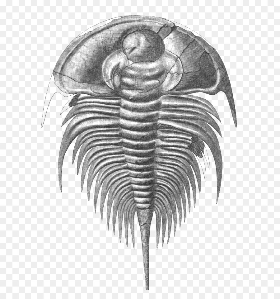 Olenellus，Cambrian PNG