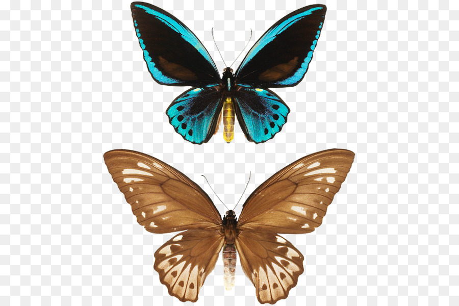 бабочка монарх，мотылек PNG