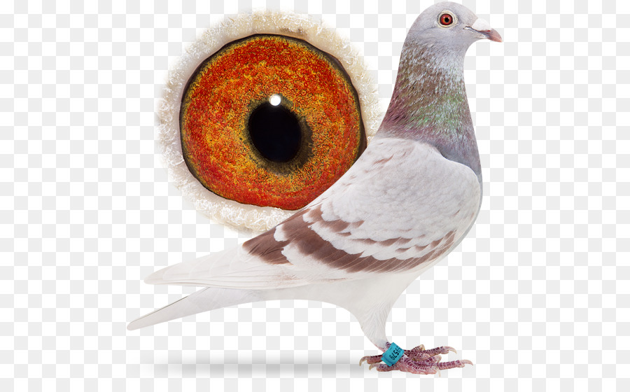 Columbidae，почтовый голубь PNG