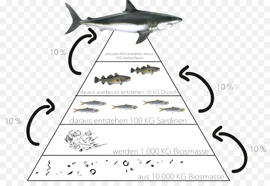 экологическая пирамида，экосистемы PNG