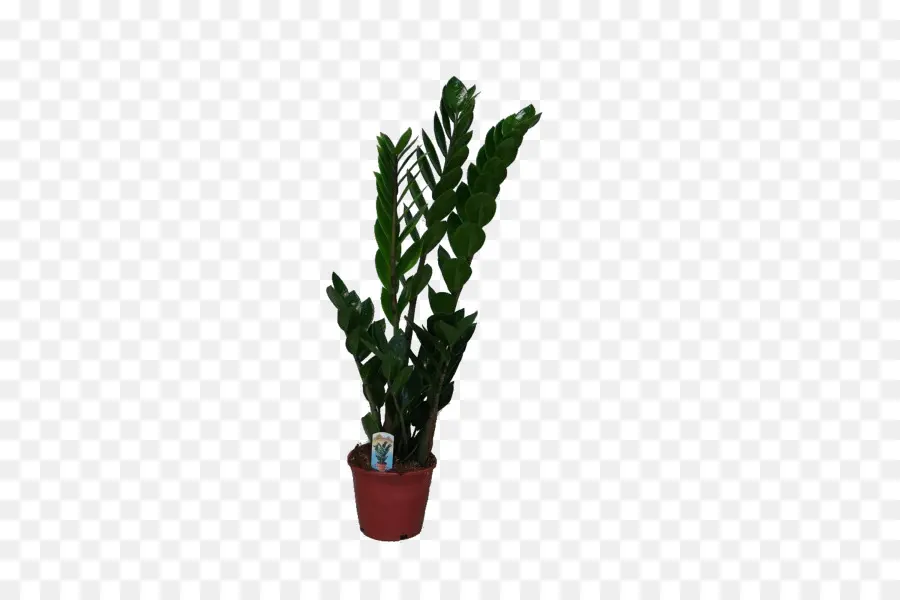 комнатное растение，замиокулькас Zamiifolia PNG