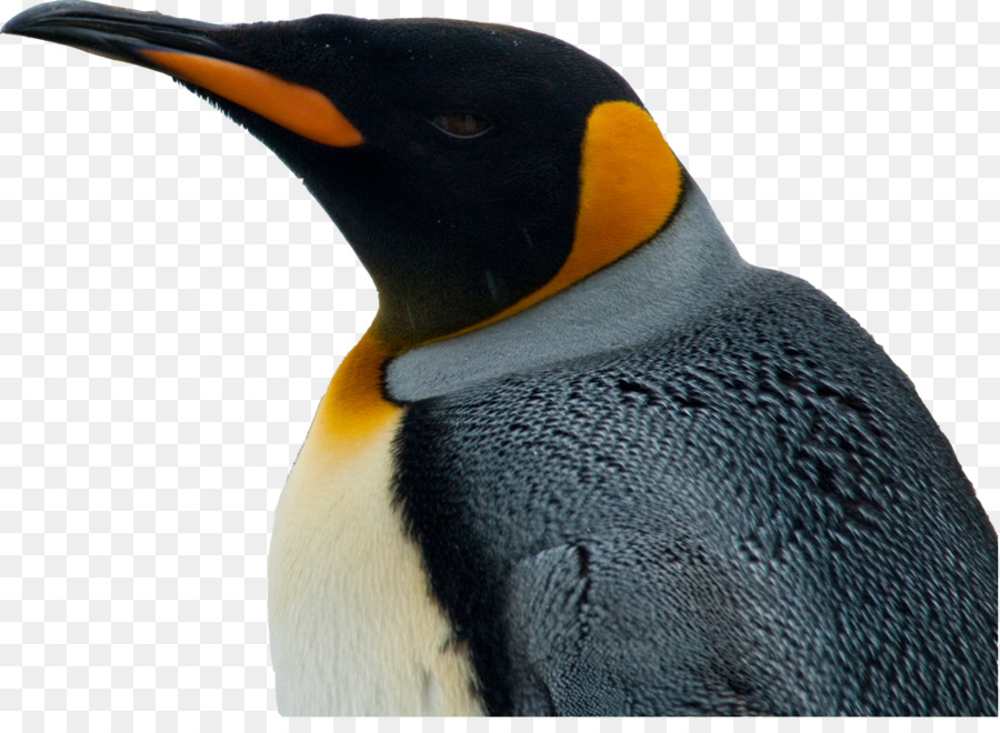 король пингвинов，пингвин PNG