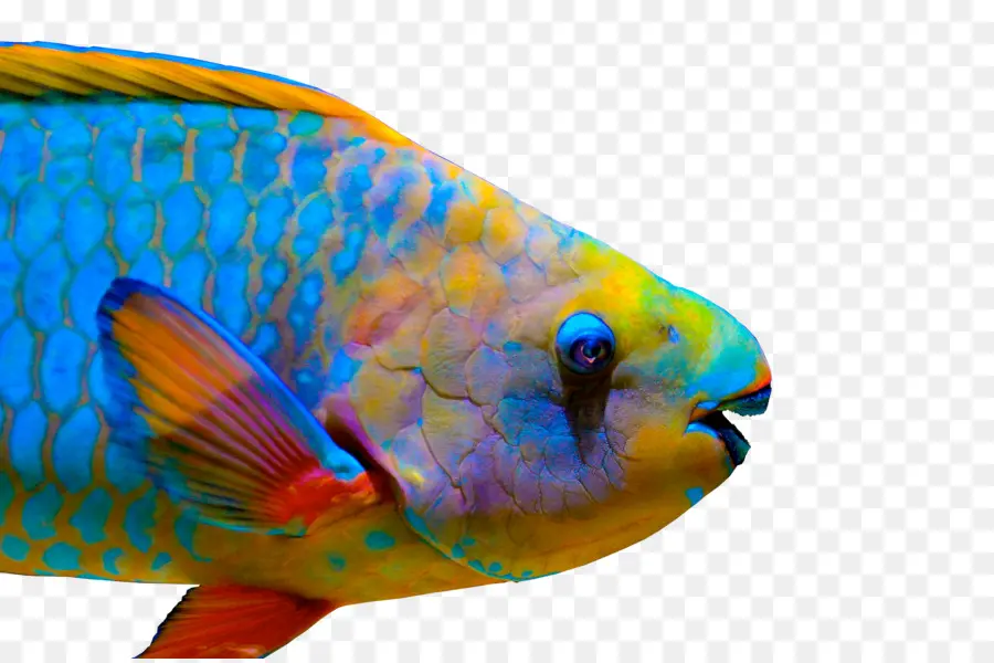 рыбы，королева попугаев PNG