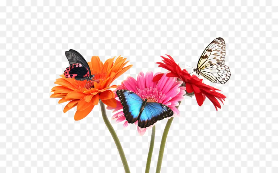 бабочка монарх，цветок PNG