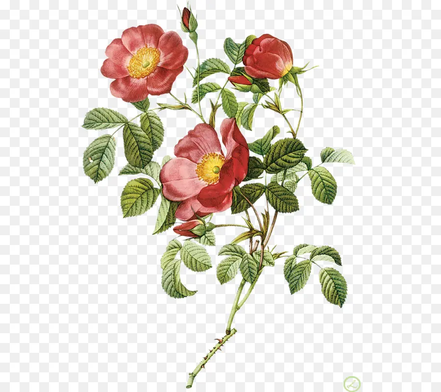 Flowers，розы PNG