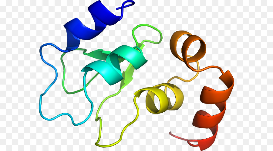 структура белка，молекула PNG