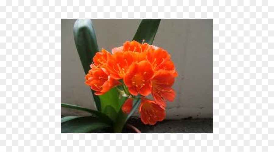 Лилия Буша，оранжевый PNG