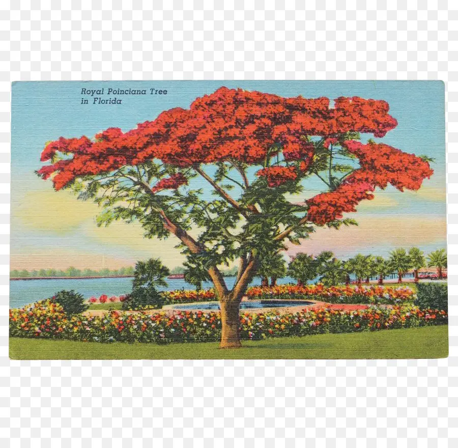 дерево，Роял пойнсиана PNG