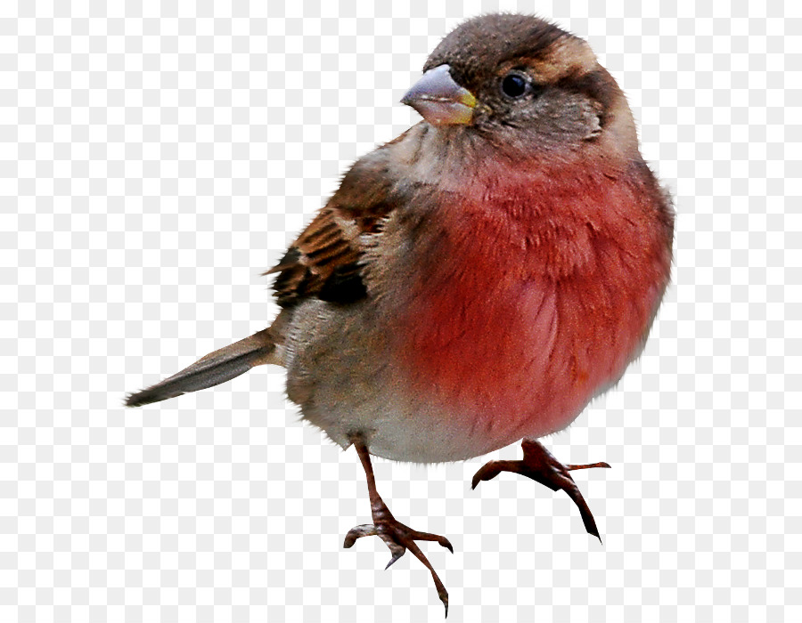 птица，перо PNG