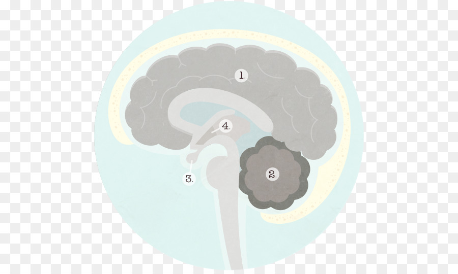 Мозг круга. Мозг в кружочке. Гипоталамус PNG. Игра мозг в круге, внутри 7.