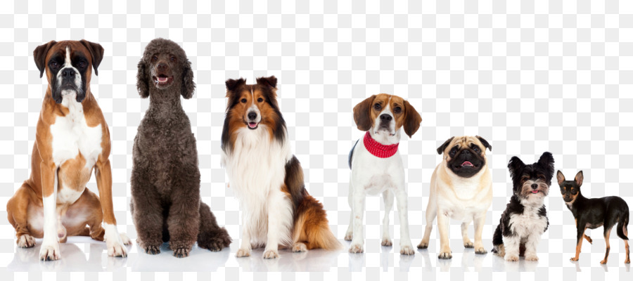 Dog Breed，Cat PNG