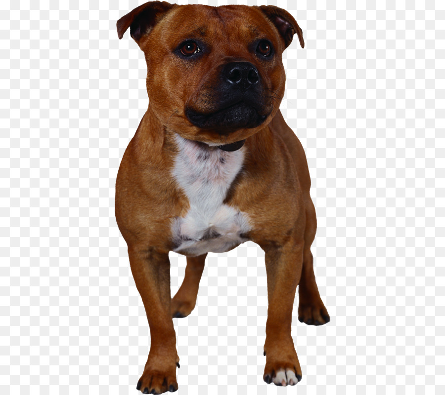 собака породы，стаффордширский бультерьер PNG