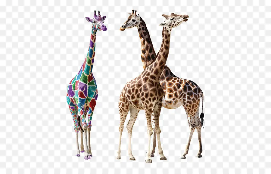 жираф，стоковая фотография PNG