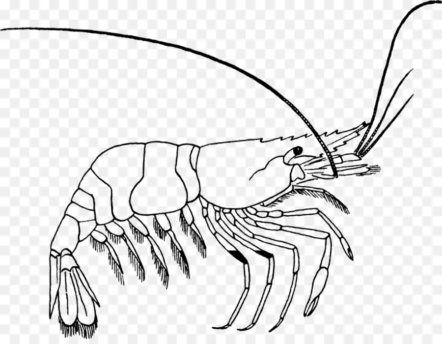 Рисунок креветок，Морепродукты PNG