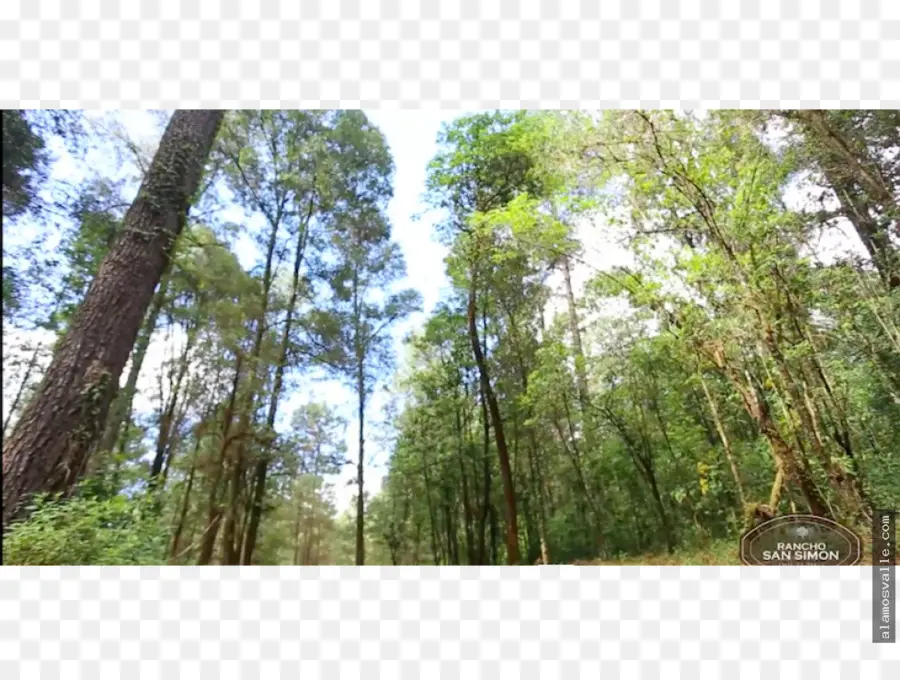 хвойными лесами，широколиственные и смешанные леса PNG