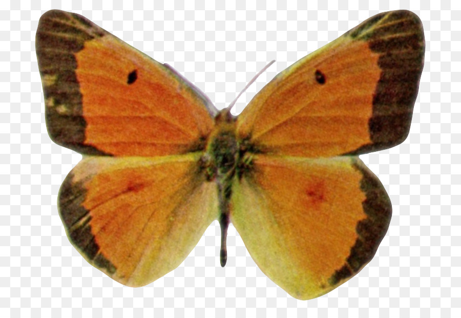 дымчатый желтый，Gossamerwinged бабочки PNG