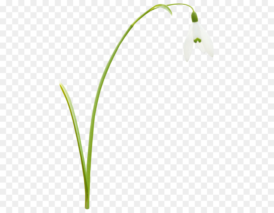 Grasses，лист PNG