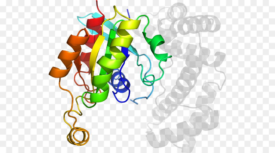 Структура белка，Молекула PNG