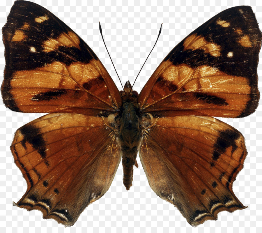 бабочка，фотография PNG