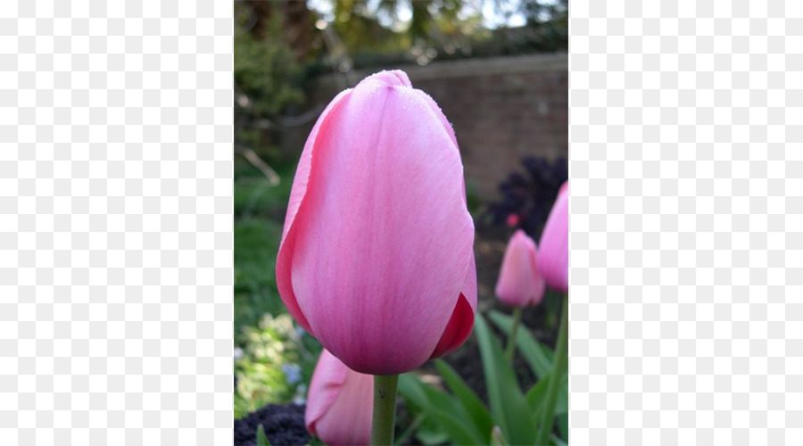 Tulip，розовый M PNG