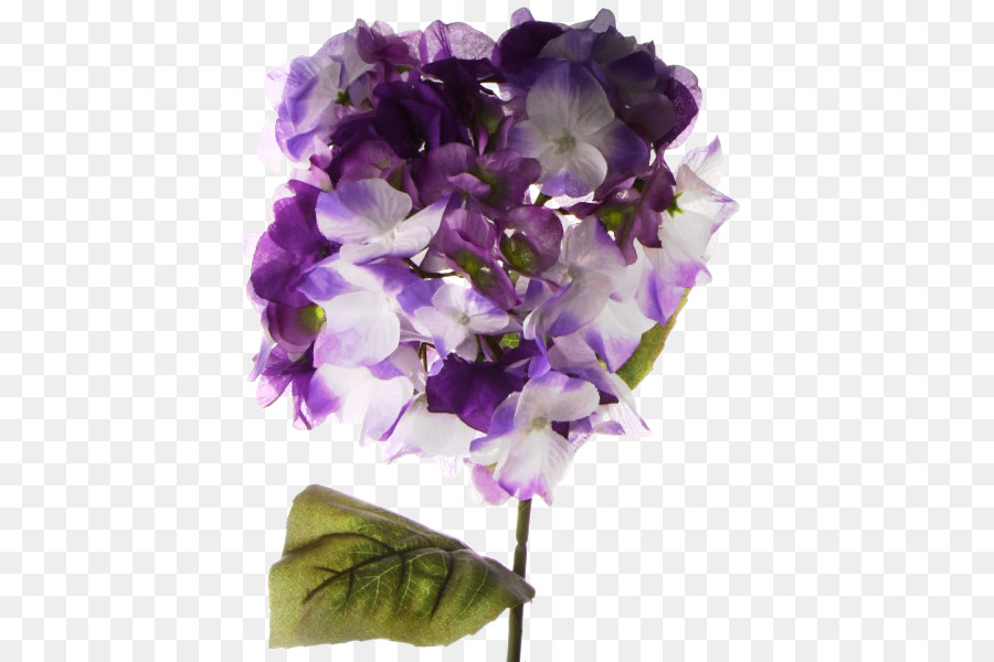 Гортензия，срезанные цветы PNG