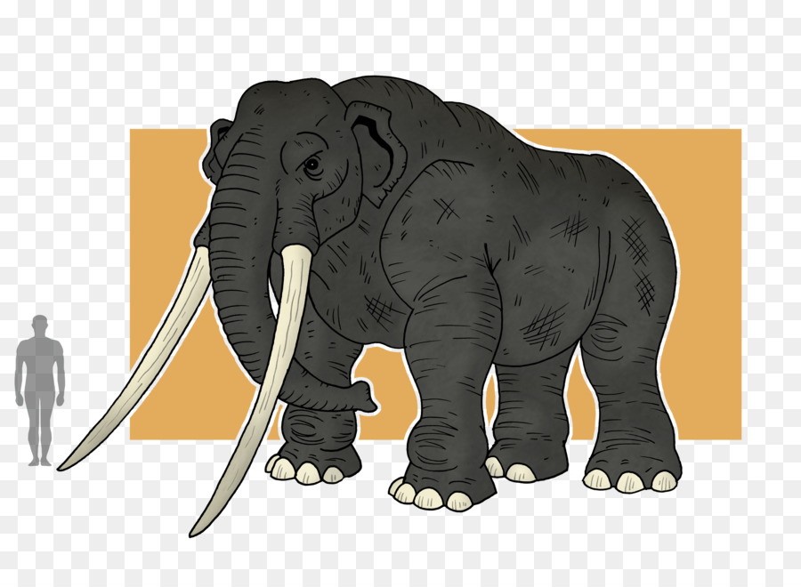 индийский слон，африканский слон PNG