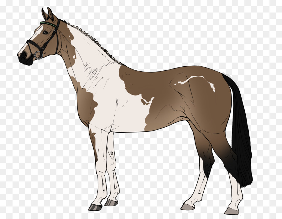 жеребенок，лошадь PNG