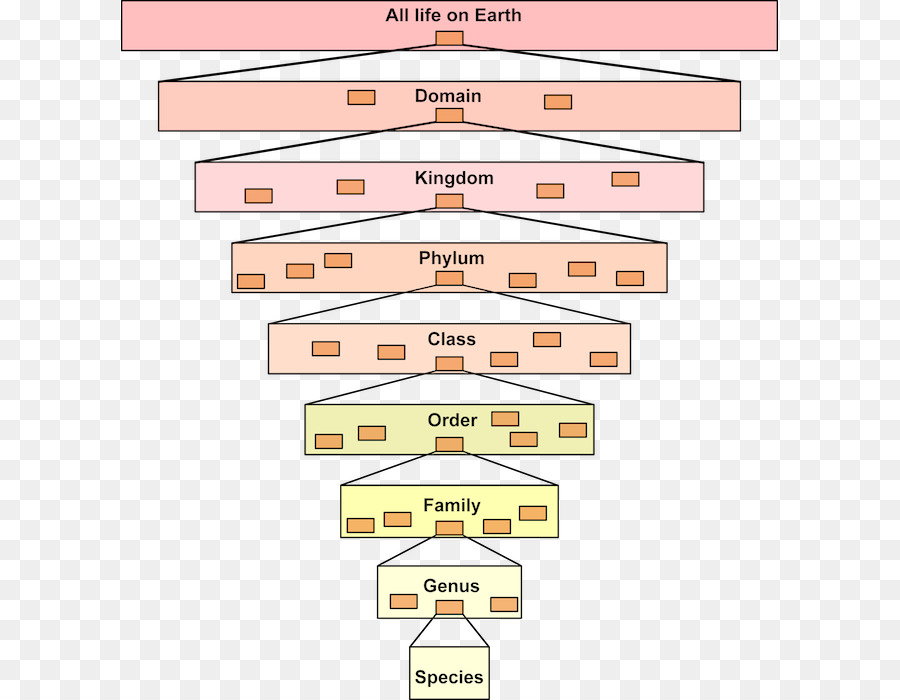 Иерархия в биологии схема