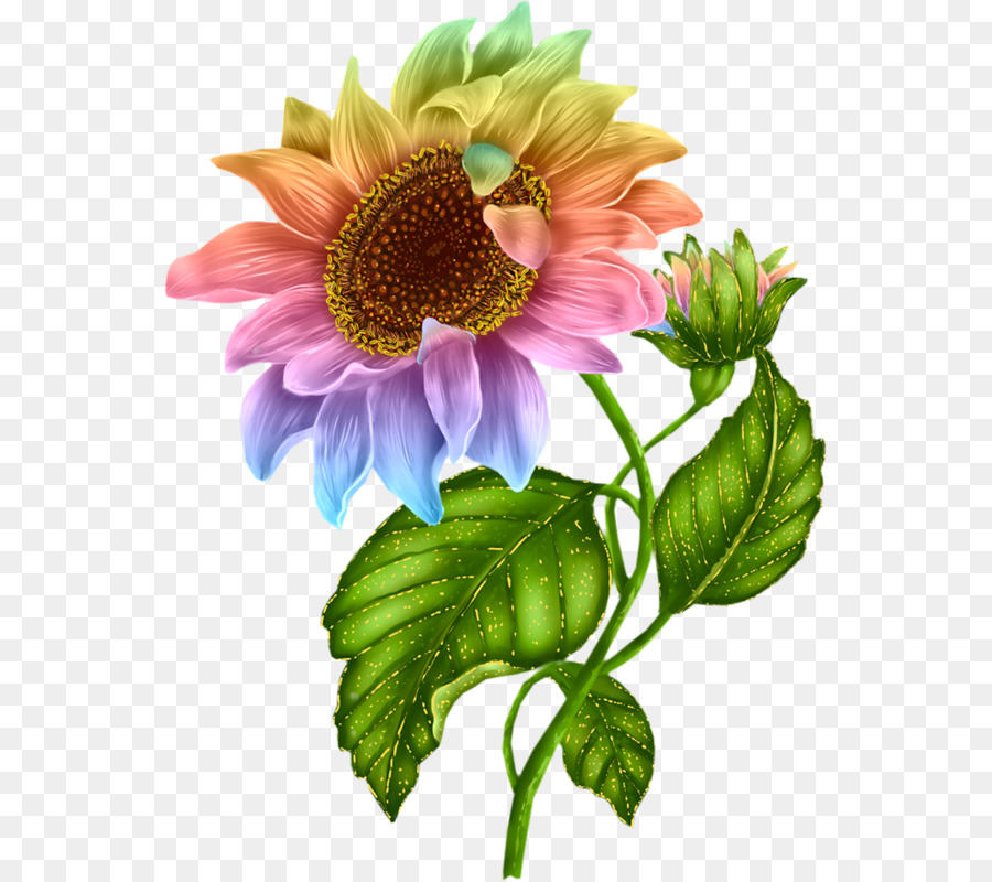 Flower，Common Sunflower PNG