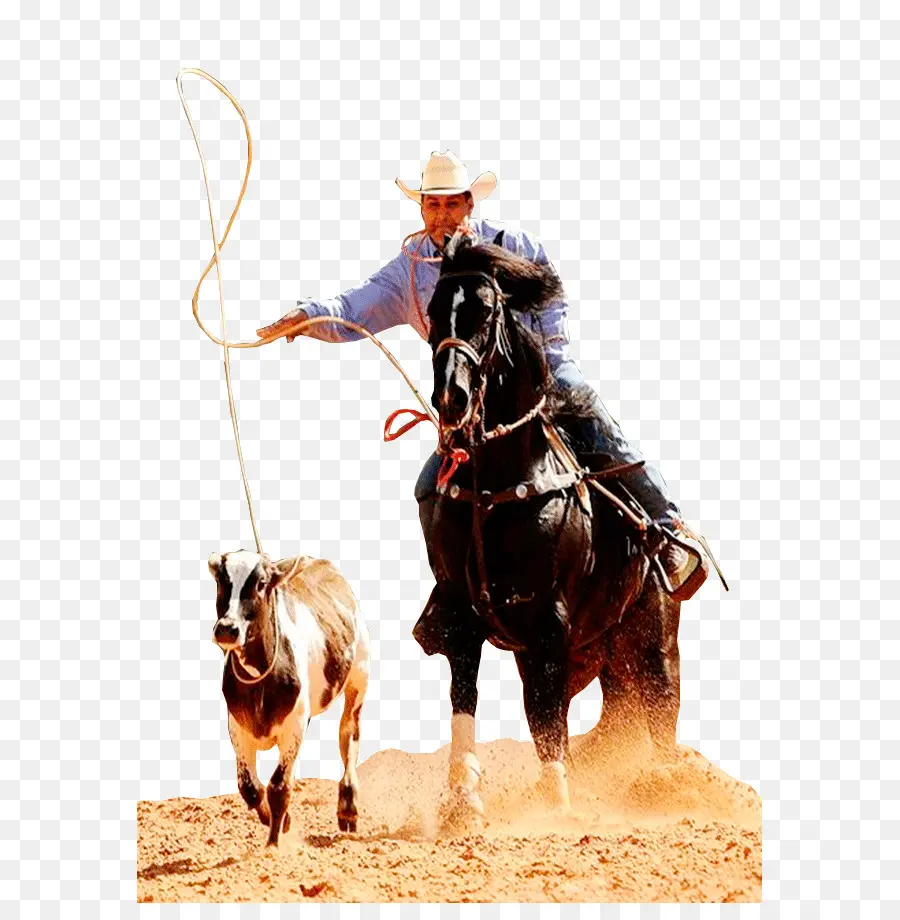 Rodeo，Stallion PNG