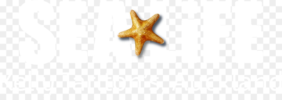 морская звезда，крыло PNG