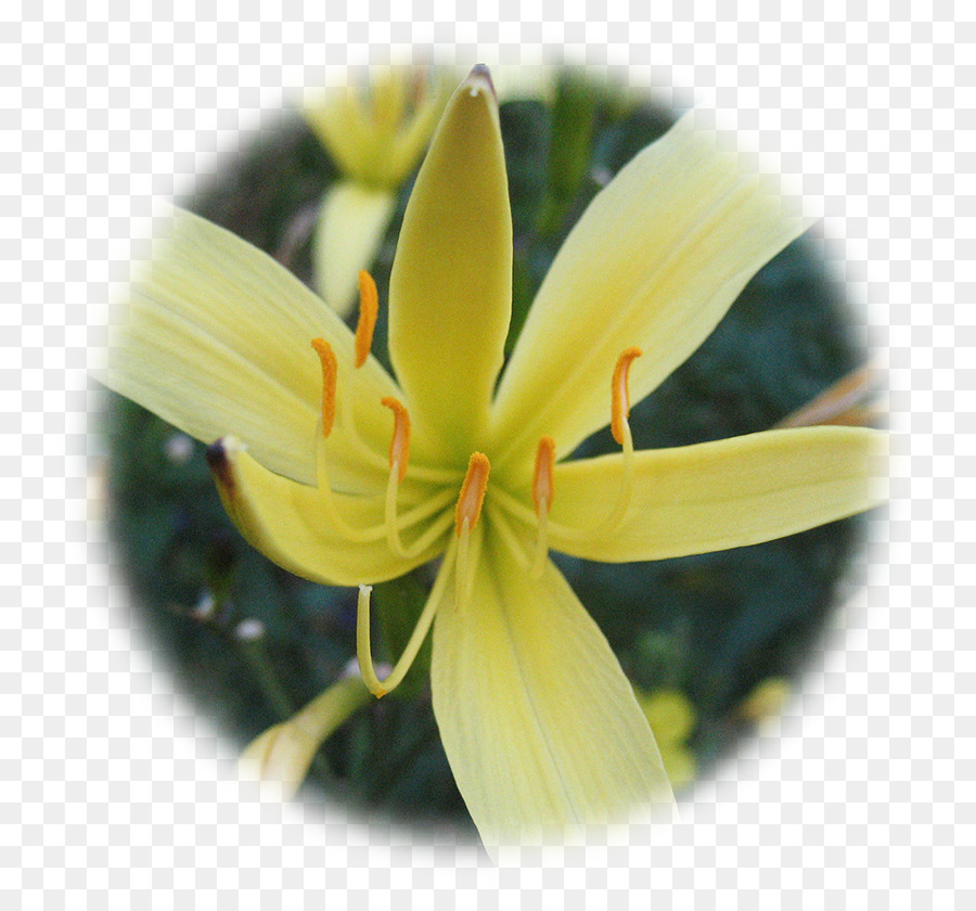 Lilium，Yellow PNG