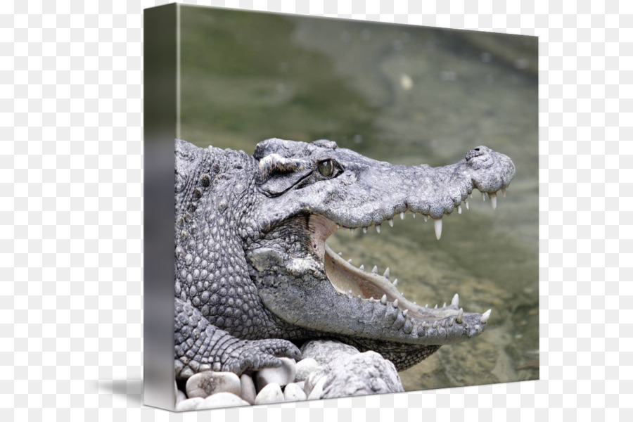 Nile Crocodile，американский аллигатор PNG
