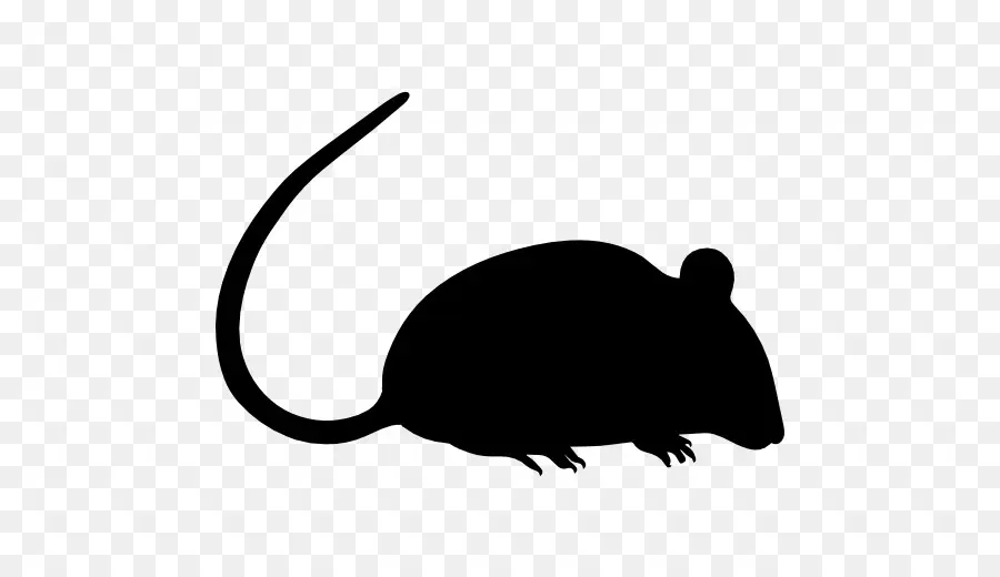 мышь，грызун PNG