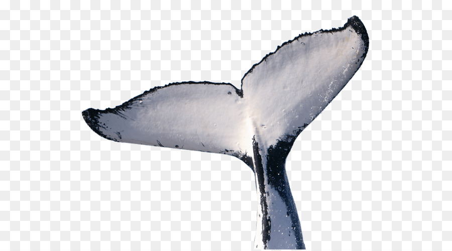 китообразных，козлить PNG
