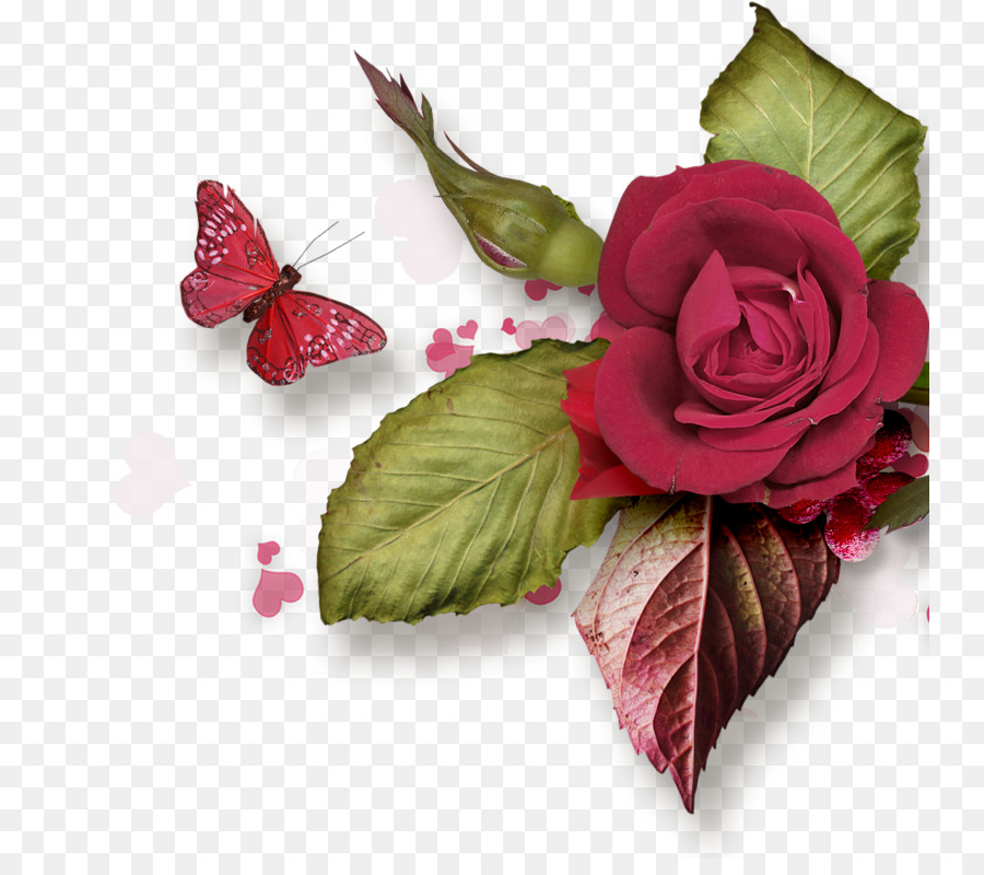 сад роз，столистная роза PNG