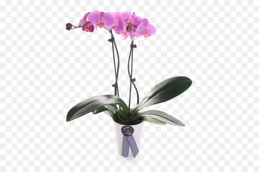 мотылек орхидеи，Cattleya орхидеи PNG